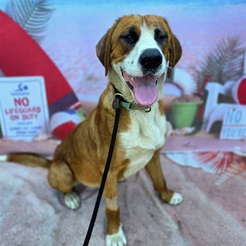DUKE - Saint Bernard available for adoption