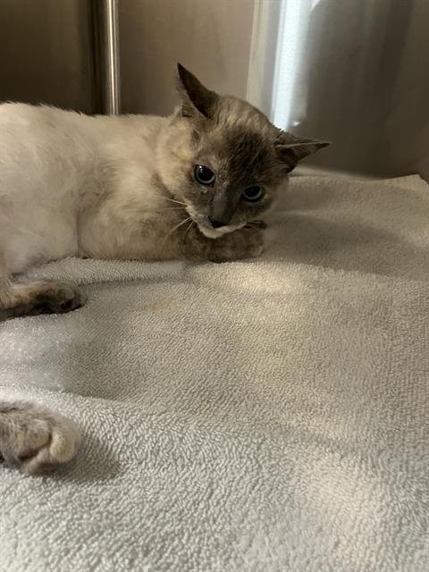 A764430 - Domestic Short Hair available for adoption