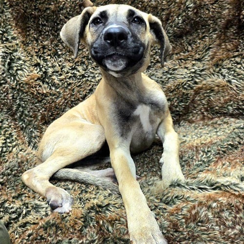 *LINEN - Mastiff available for adoption