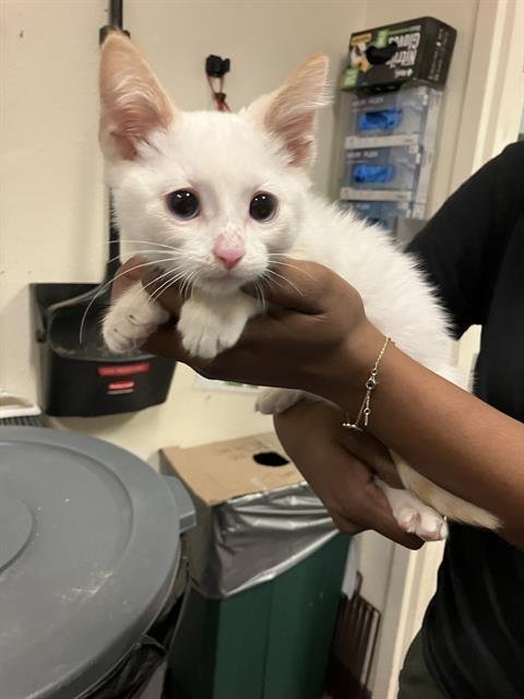 *JELLY - Domestic Short Hair available for adoption