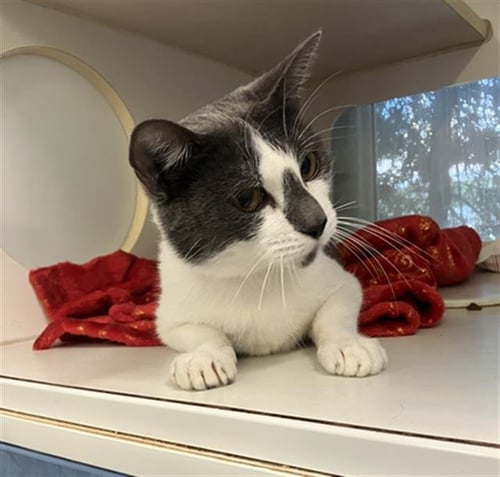 *EUNA - Domestic Short Hair available for adoption