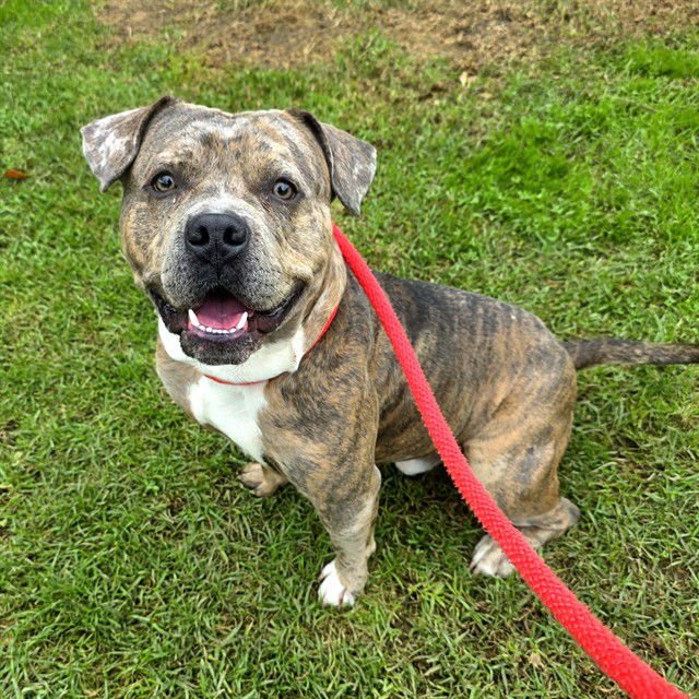 *BACCARAT - Pit Bull Terrier available for adoption