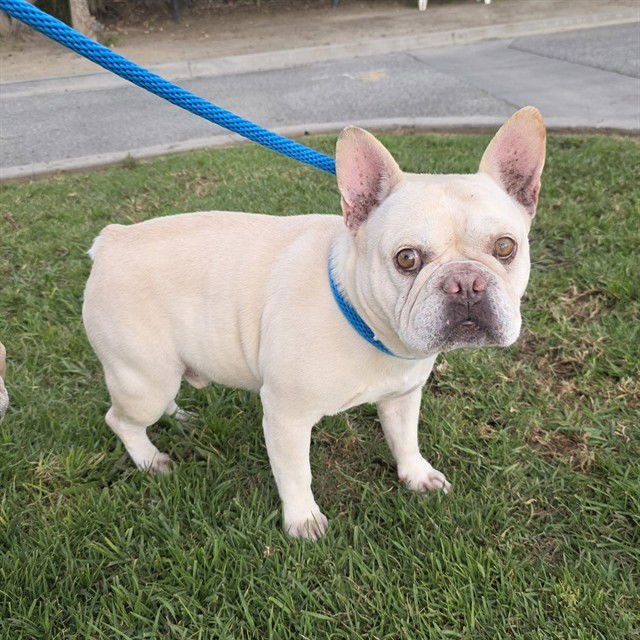 *VINNY - French Bulldog available for adoption