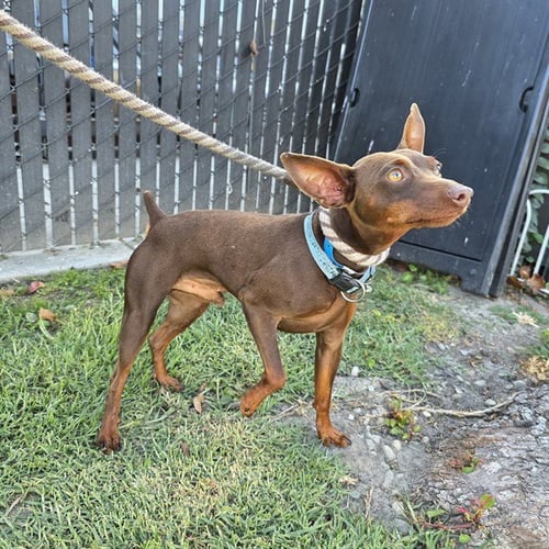 *PANCHO VILLA - Miniature Pinscher available for adoption