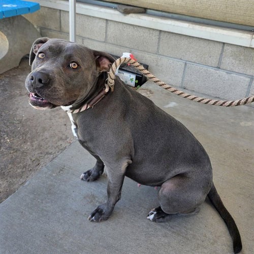 *ELLA - Pit Bull Terrier available for adoption