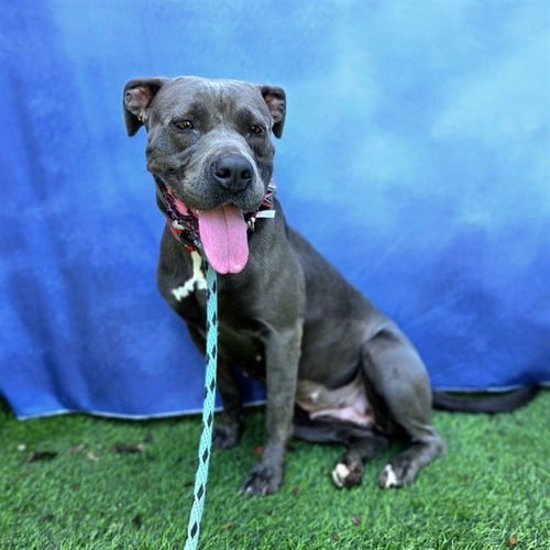 *ELLA - Pit Bull Terrier available for adoption