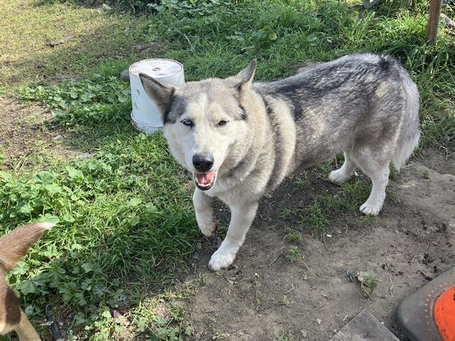 PRINCESS - Siberian Husky available for adoption
