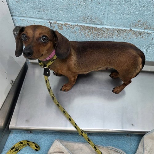 *XOCHI - Dachshund available for adoption