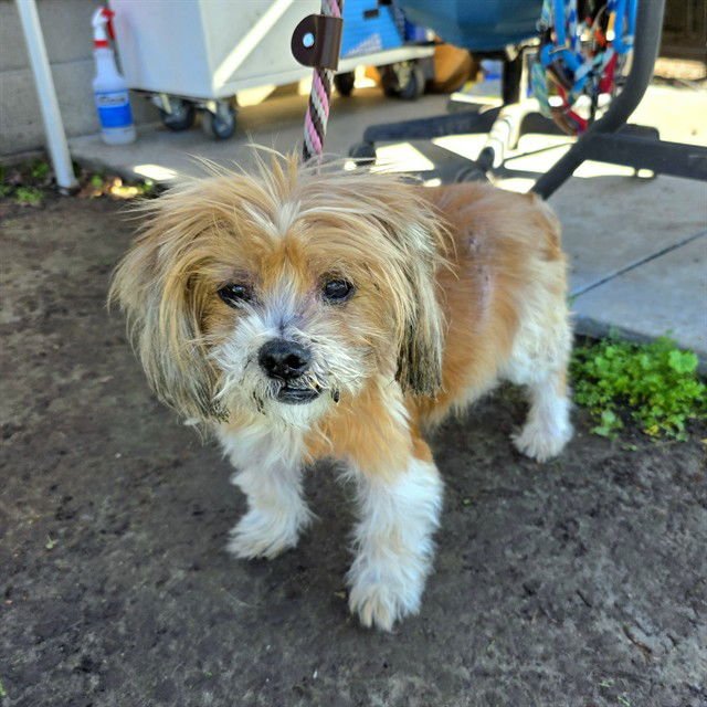 *BOBBINS - Terrier available for adoption
