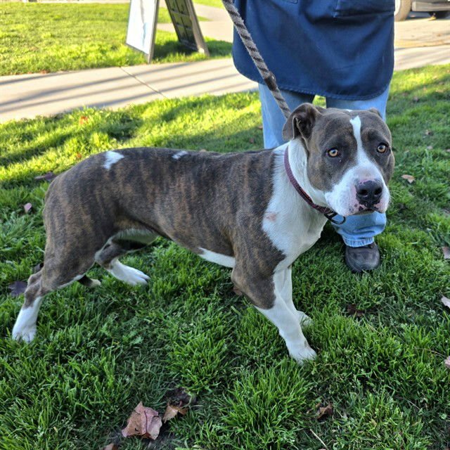 *BONNIE - Pit Bull Terrier available for adoption