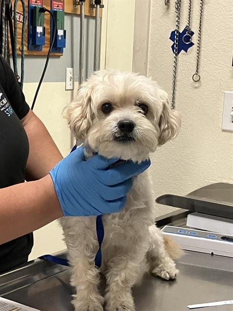 *PHILIP - Terrier available for adoption