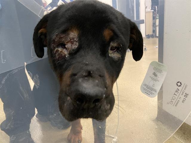 BRONX - Rottweiler available for adoption