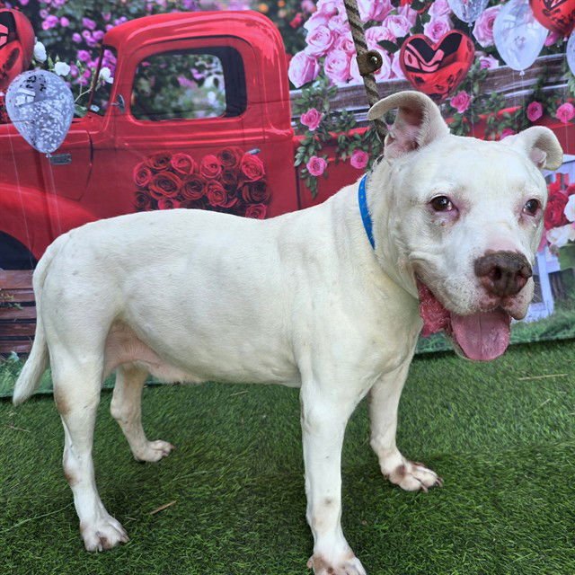 HOWIE - Pit Bull Terrier available for adoption