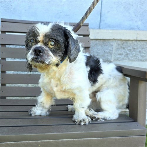 *CEDRIC - Shih Tzu available for adoption