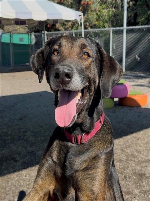 ZOEY - Redbone Coonhound available for adoption