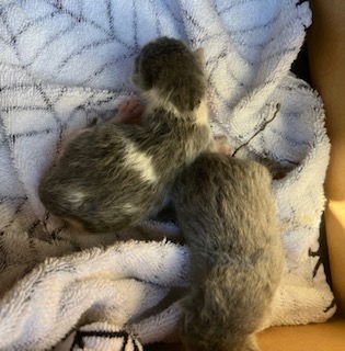 *CHARLOTTE - Domestic Short Hair available for adoption