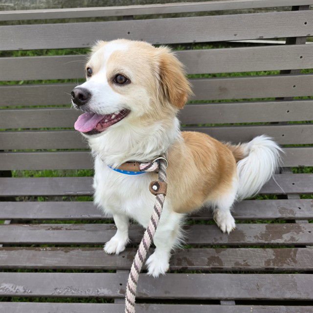 TOBY - Papillon / Pekingese available for adoption