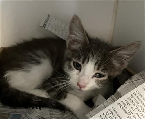 *COSMIC - Domestic Short Hair available for adoption
