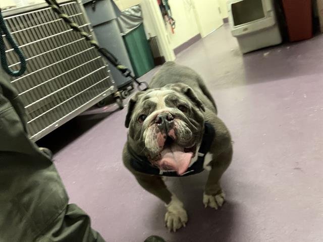 ROYCE - English Bulldog available for adoption