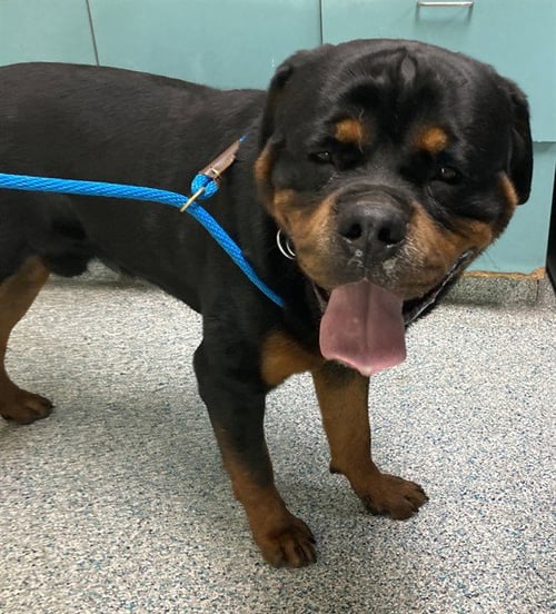 RAMBO - Rottweiler available for adoption