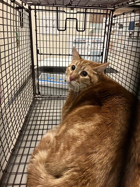 *GOOSE - Domestic Short Hair available for adoption