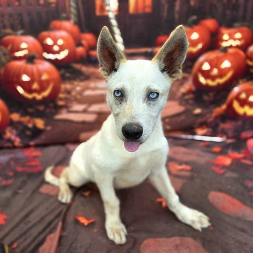 *BINX - Siberian Husky available for adoption