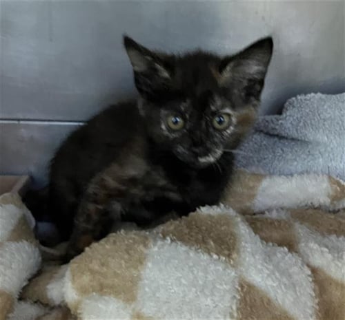 *ASHLEY - Domestic Short Hair available for adoption
