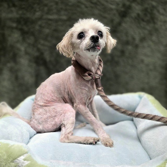 *PERSNICKETY - Maltese available for adoption