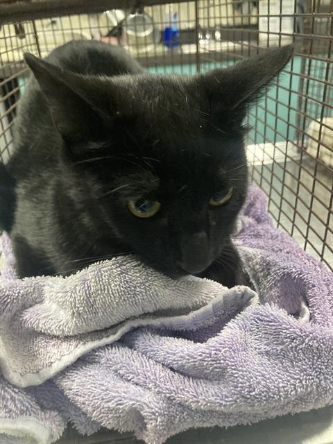 SAI - Domestic Short Hair available for adoption