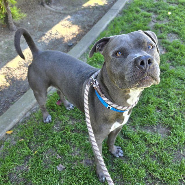 *JAMESON - Pit Bull Terrier available for adoption