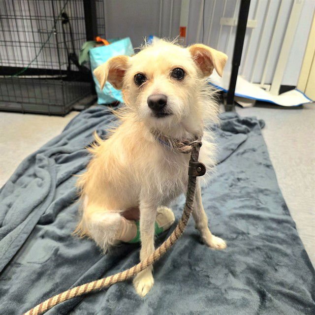 *SHELBY - Terrier available for adoption