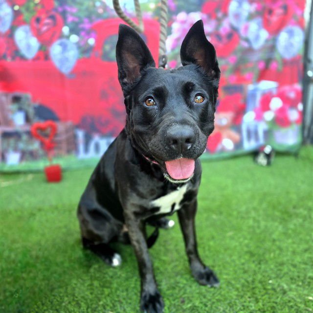 *REBECCA - Australian Kelpie available for adoption