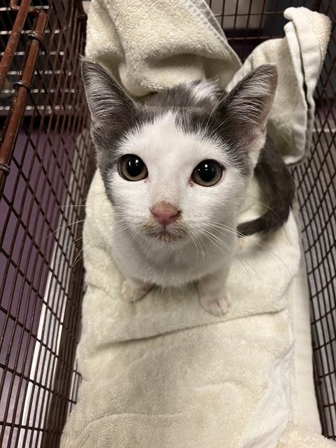 *JENNY JAMS - Domestic Short Hair available for adoption