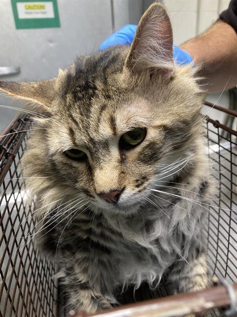 GEORGE - Domestic Medium Hair available for adoption