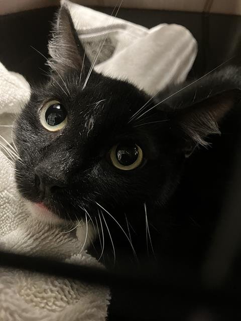 MAMACAT - Domestic Short Hair available for adoption