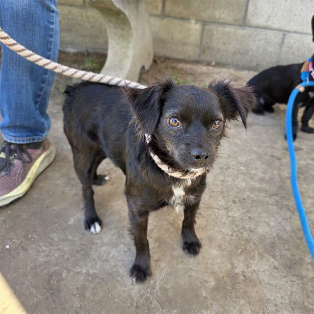 *ROSA - Chihuahua available for adoption