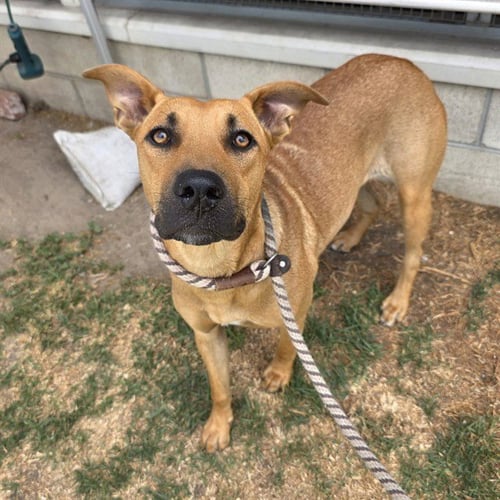 *NANA - Labrador Retriever available for adoption