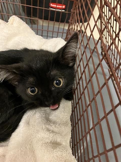 *OBSIDIAN - Domestic Short Hair available for adoption