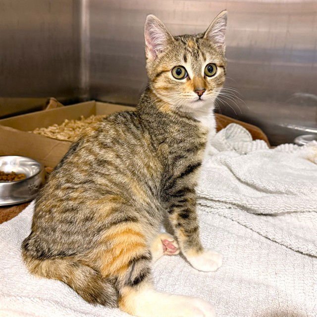 *MUNCHKIN - Domestic Short Hair available for adoption