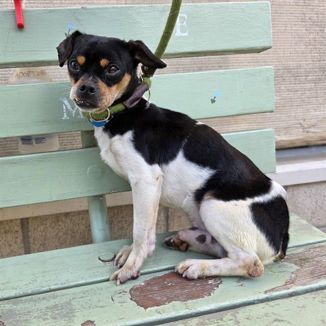 *DIESEL - Chihuahua available for adoption