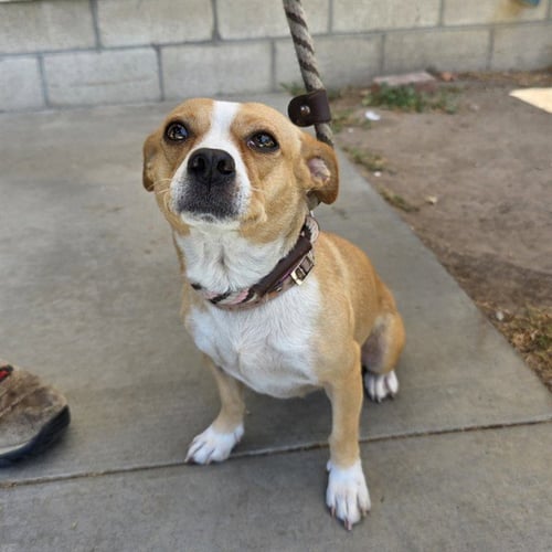 SANDY - Chihuahua available for adoption