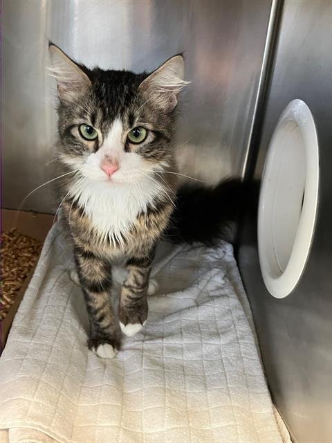 *SHEEN - Domestic Medium Hair available for adoption