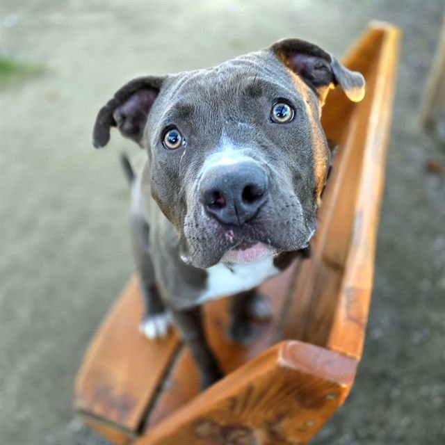 *MORTY - American Staffordshire Terrier available for adoption