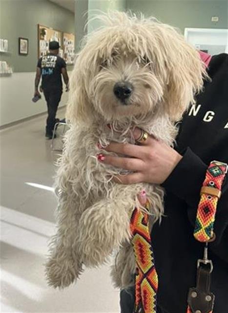 *CECE - Poodle (Miniature) available for adoption