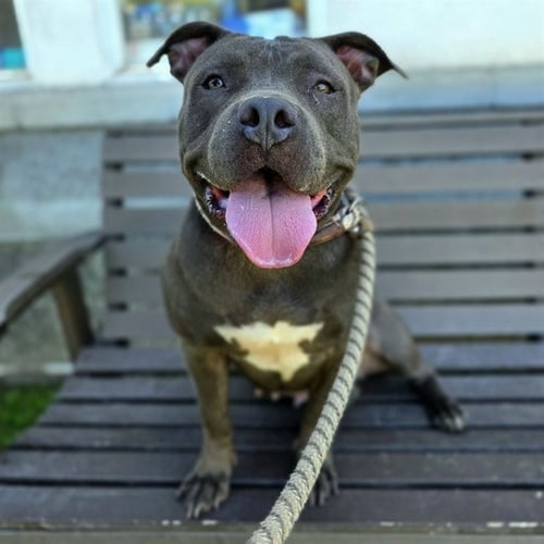 *MACY - Staffordshire Bull Terrier available for adoption