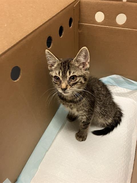 *MILEY - Domestic Short Hair available for adoption
