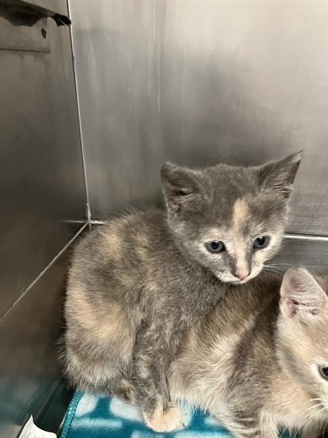 *CHEESE - Domestic Short Hair available for adoption