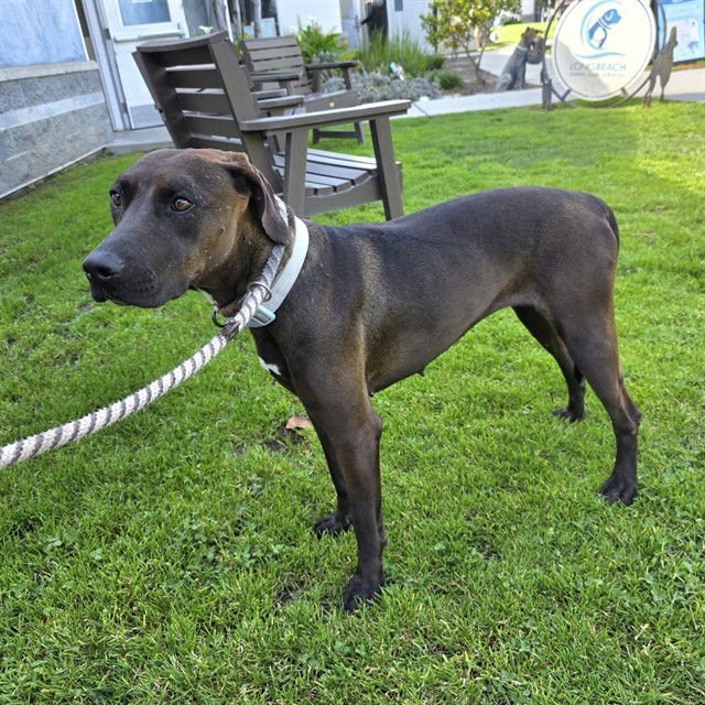 *SCARLETT - Labrador Retriever / Weimaraner available for adoption