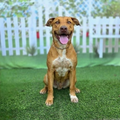 *JEWEL - Labrador Retriever available for adoption