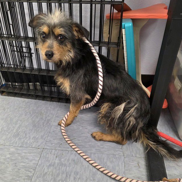 *HAIKU - Terrier available for adoption